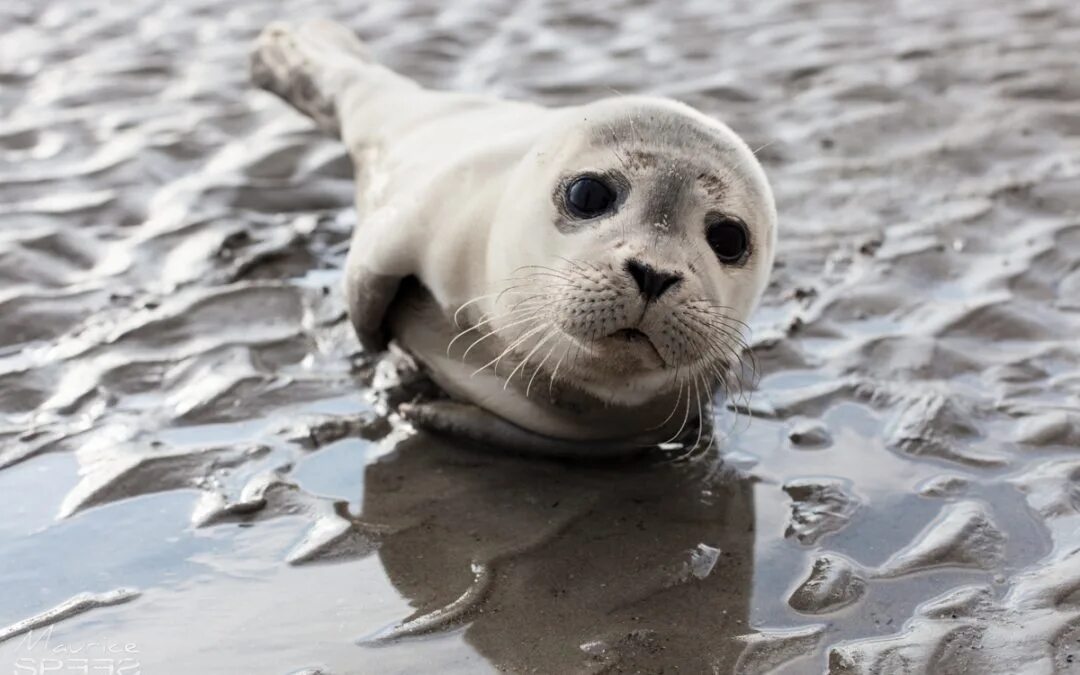 Dry seal. Baby seal. seal face. seal подик. seal picture.