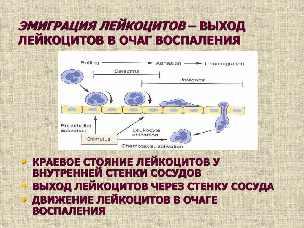 Воспаление фагоцитоз лейкоцит безразличный раздражитель микроворсинка. Механизм миграции лейкоцитов в очаг воспаления. Схема миграции лейкоцитов в очаг воспаления. Эмиграция лейкоцитов в очаг воспаления. Этапы эмиграции лейкоцитов.