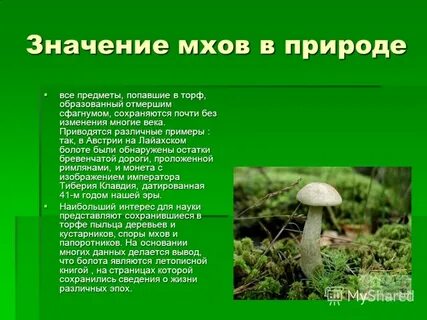 Какого значение мхов в природе назовите