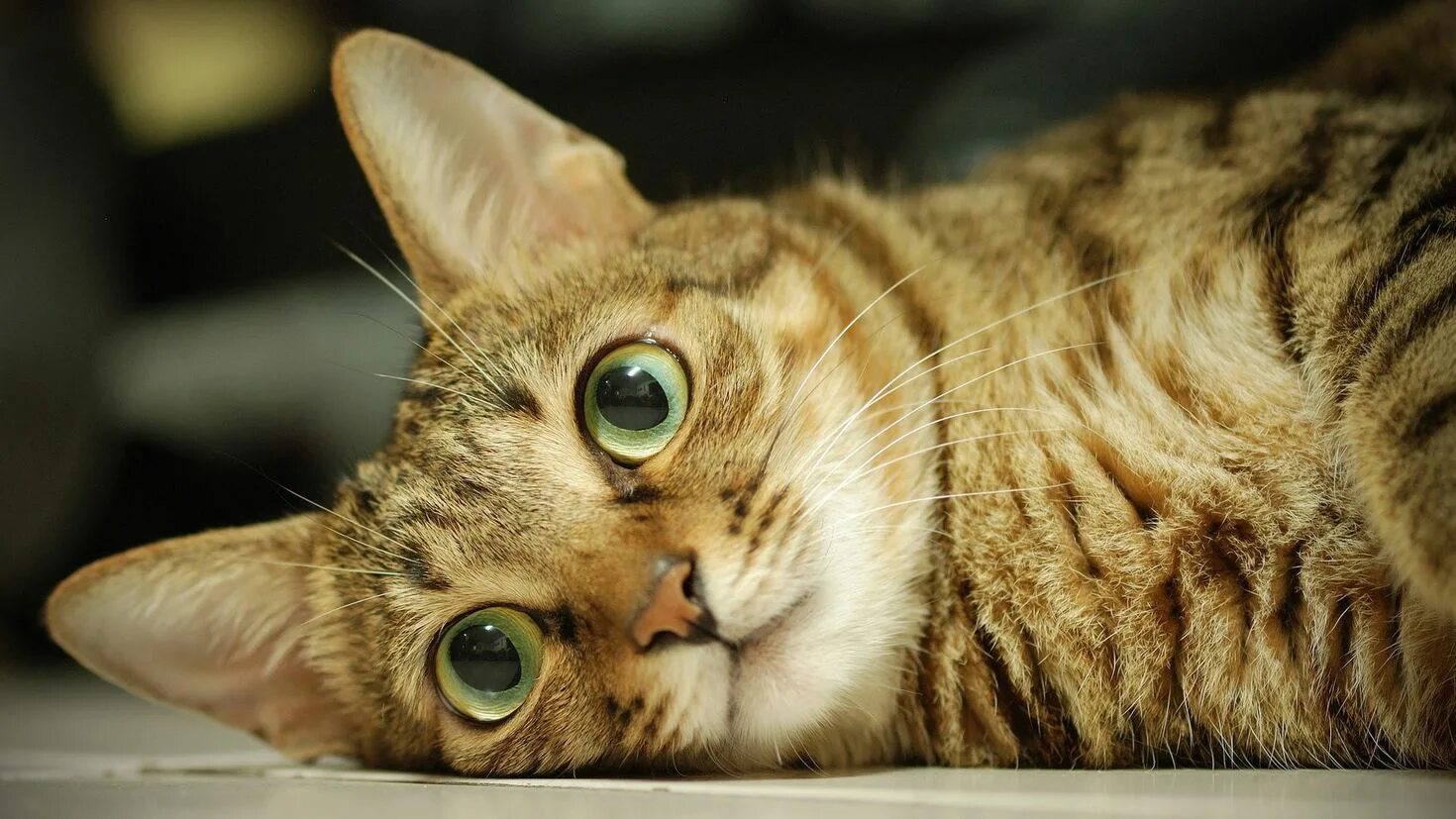 Кот ма. Красивые кошки. красивый кот. котики смешные. классный кот.