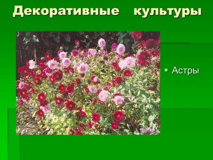 Декоративная культура растения