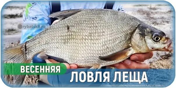 Ловля леща весной с берега. Весенний лещ. любимые запахи леща. ловля леща весной. фото весеннего леща.
