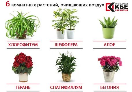 Как получить домашние цветы
