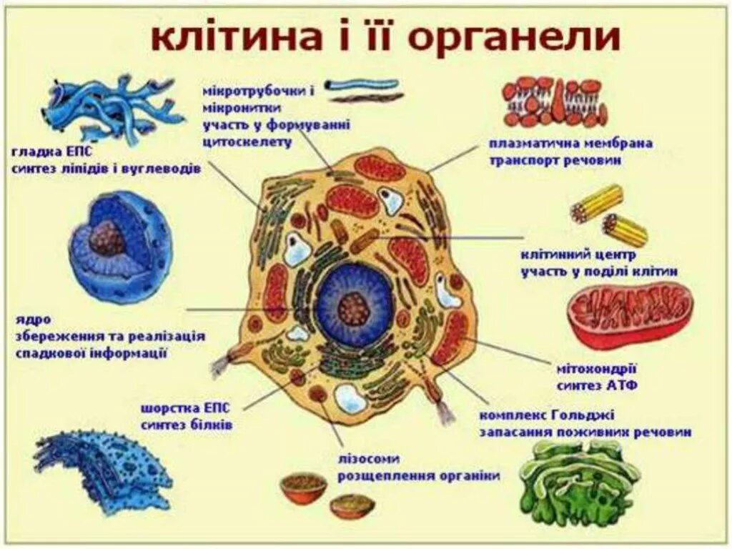 Структура клеток органоиды ( органеллы). 4. Строение органоида клетки. Строение растительной клетки клетки и функции ее органоидов. Строение клетки рисунки органелл. Размер органоидов клетки