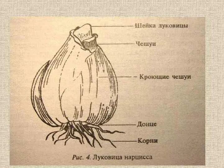 Строение луковицы нарцисса. Луковица нарцисса схема. Нарцисс строение схема луковицы. Донце луковицы нарцисса строение.