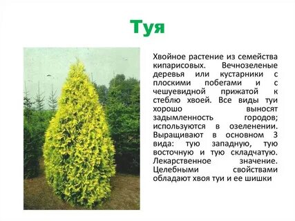 Туя систематическая группа