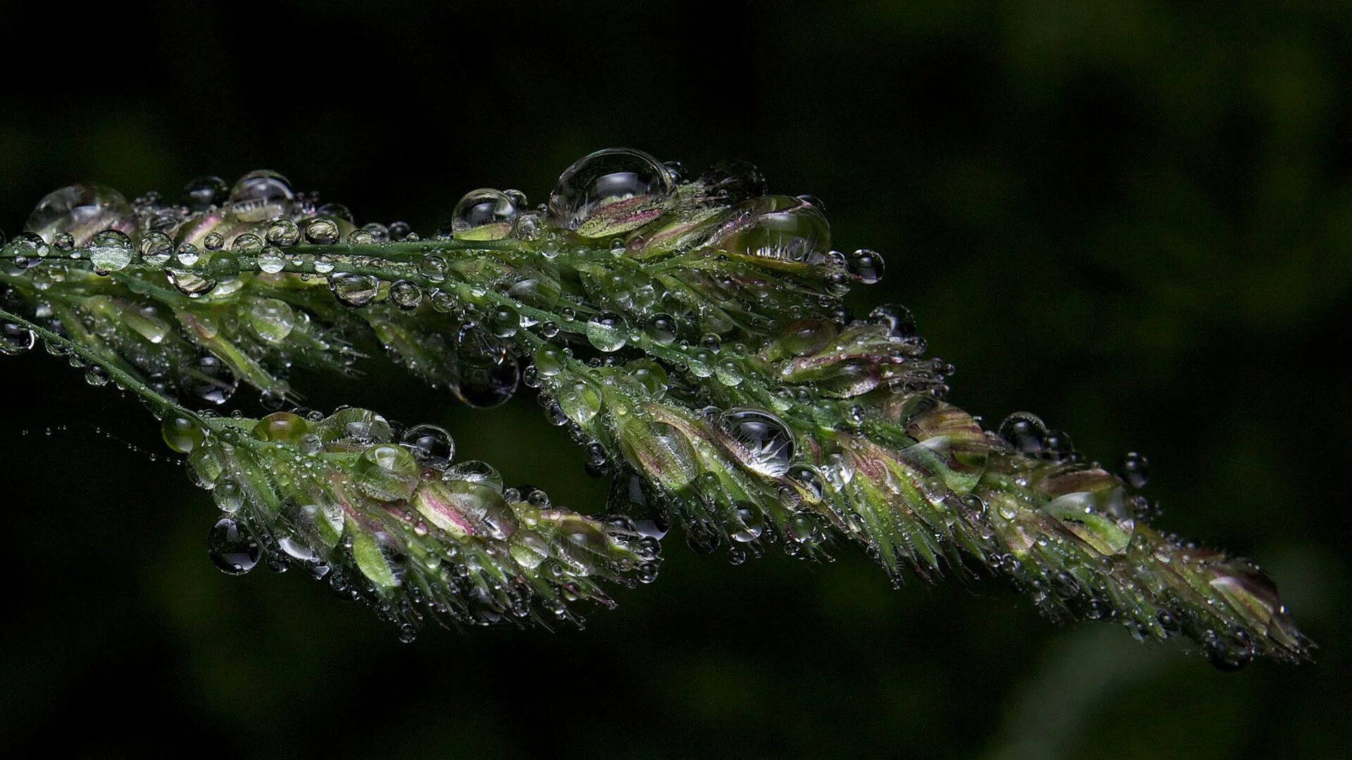 макросъемка растений. звуки капель росы. капля росы. роса на цветах. звуки капель росы.