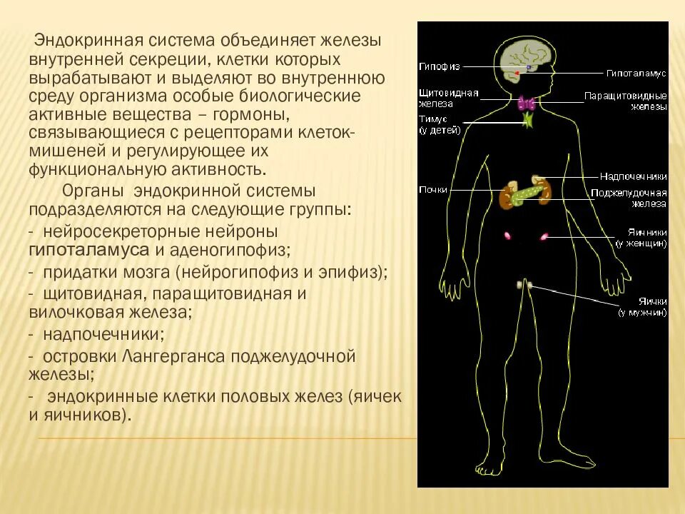 Активные вещества выделяемые железами внутренней секреции. Эндокринная система. эндокринная система объединяет.... эндокринная система железы внутренней секреции. эндокринная система у детей.