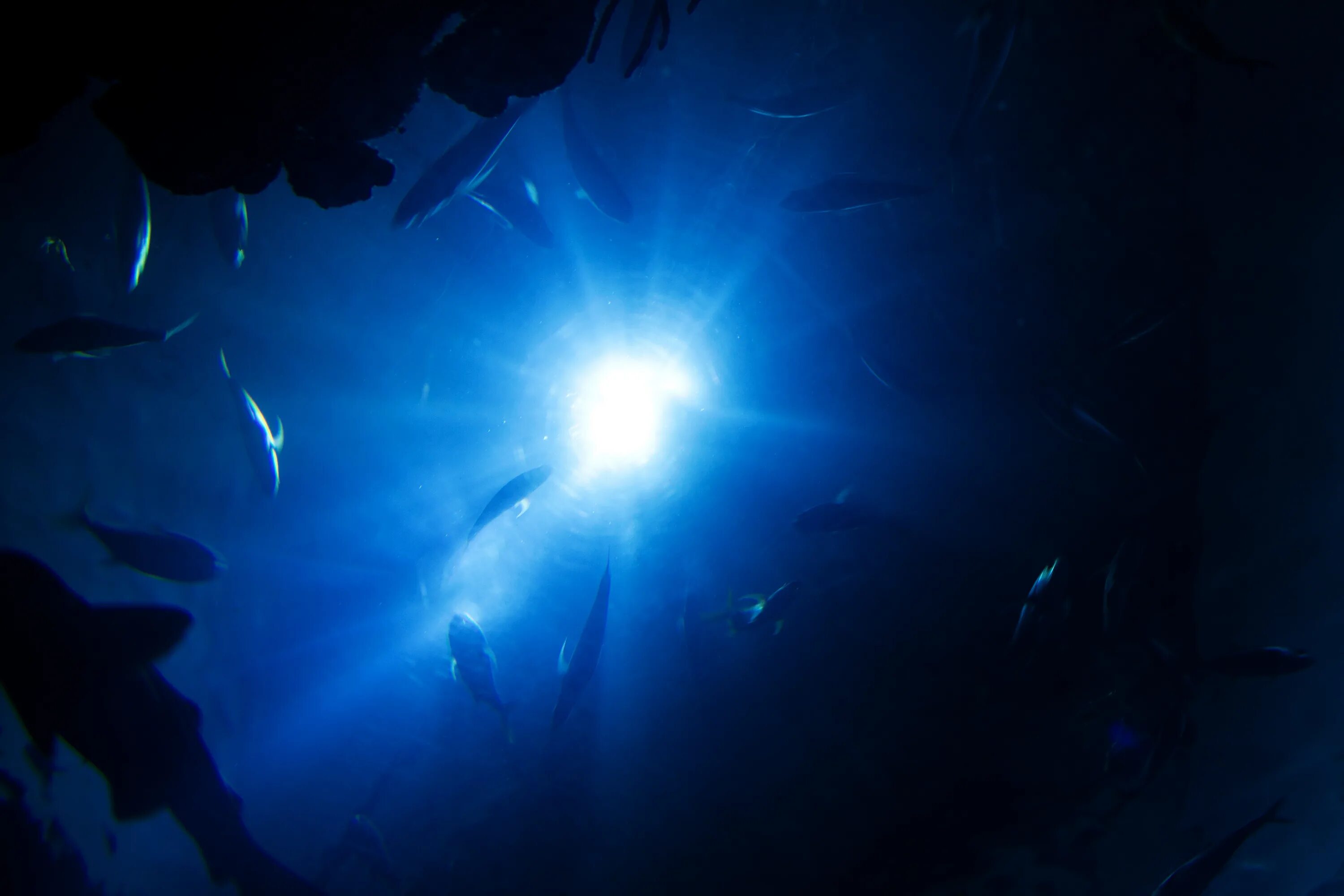 В глубь океана. Океаны. Глубина. Морские глубины. Подводный свет. Свет под водой.