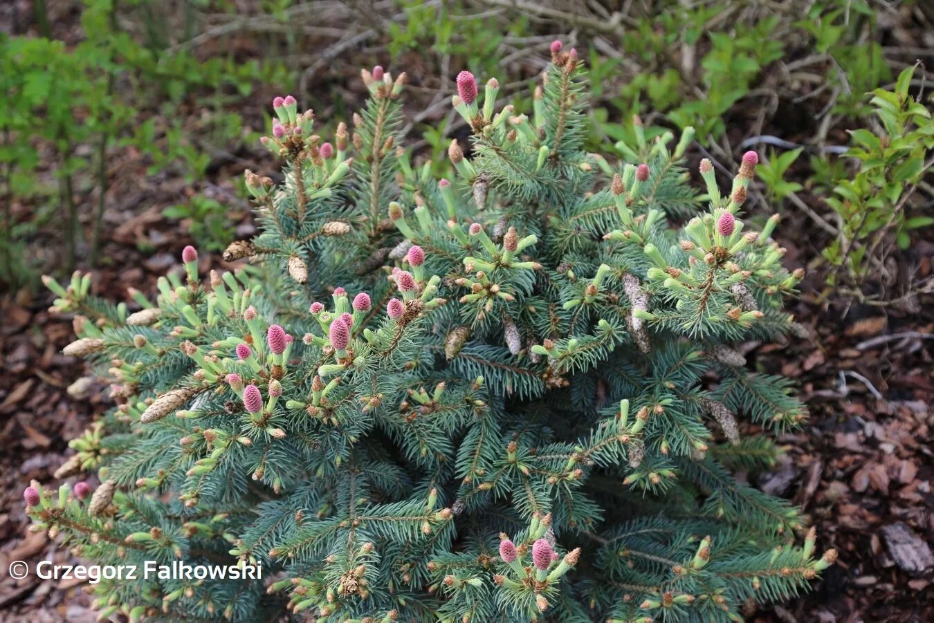 Ель руби. Ель Hermann Naue. Ель pungens 'Hermann Naue'. Ель колючая (Picea pungens) "Hermann Naue.