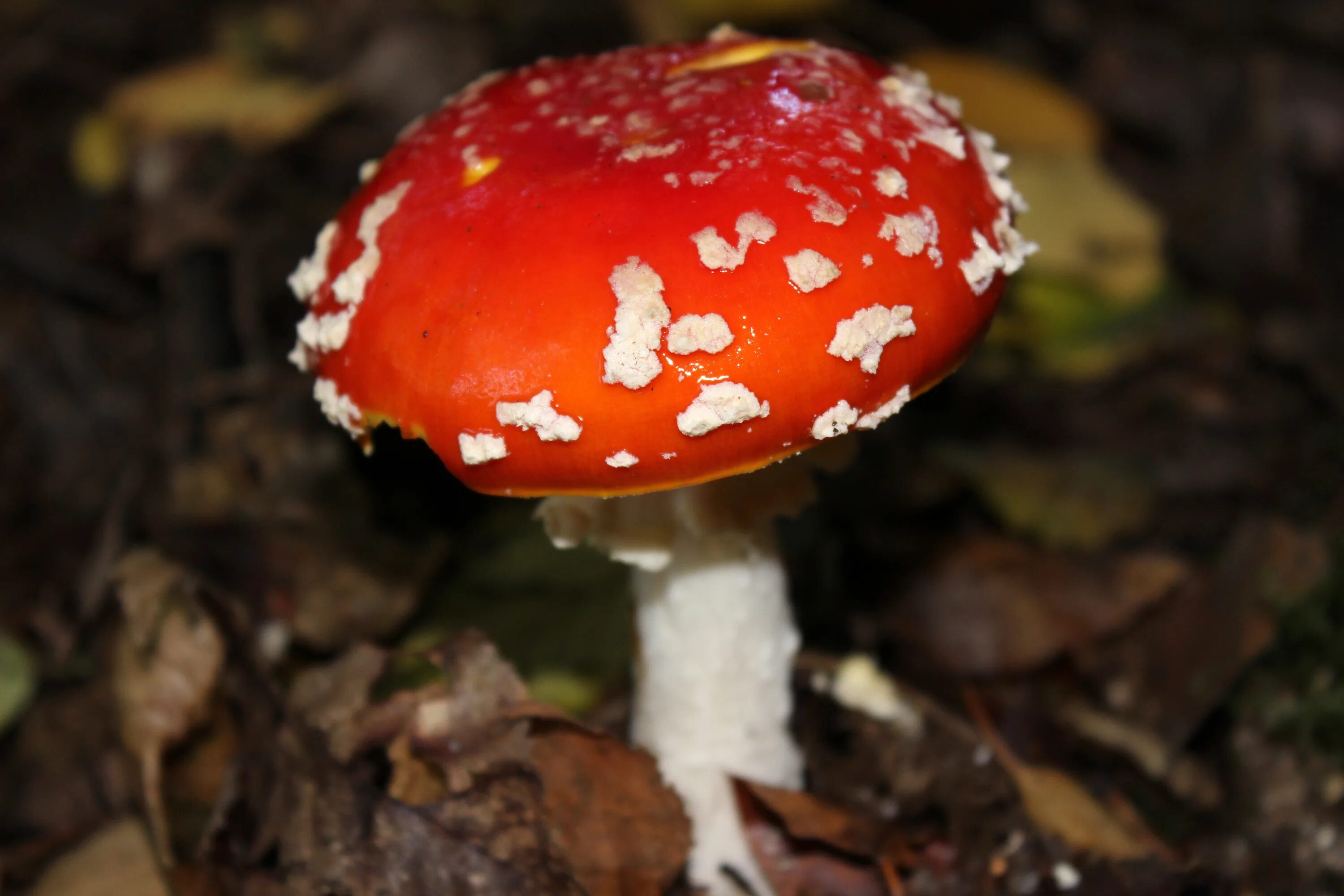 Hygrocybe psittacina. Фото на сайте "Грибы: информация и фотографии"