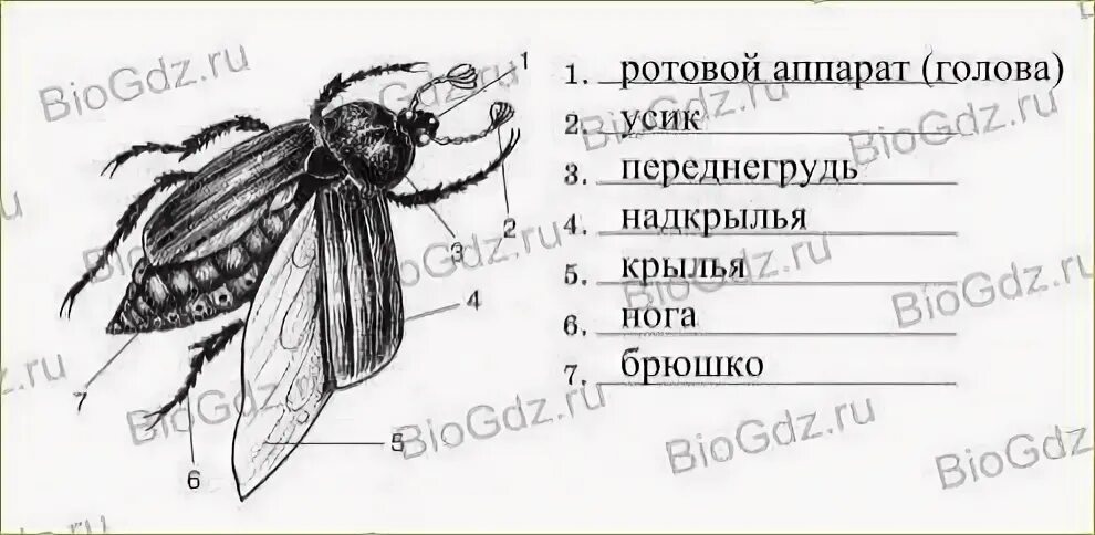 Сделайте подписи к рисунку строение. Майский Жук внешнее строение схема. Строение майского жука схема. Внешнее строение насекомого схема. Внешнее строение жука схема.