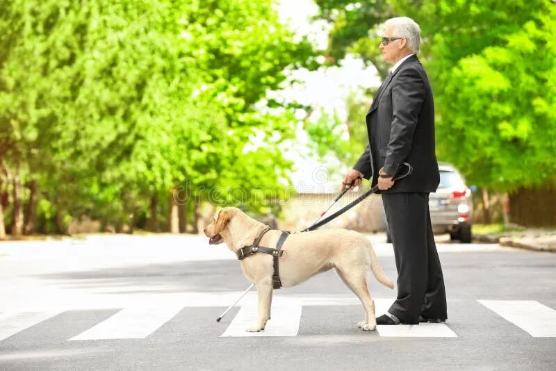 Собака поводырь. Человек с собакой поводырем. Собака поводырь для слепых. Слепые люди с собакой поводырем.
