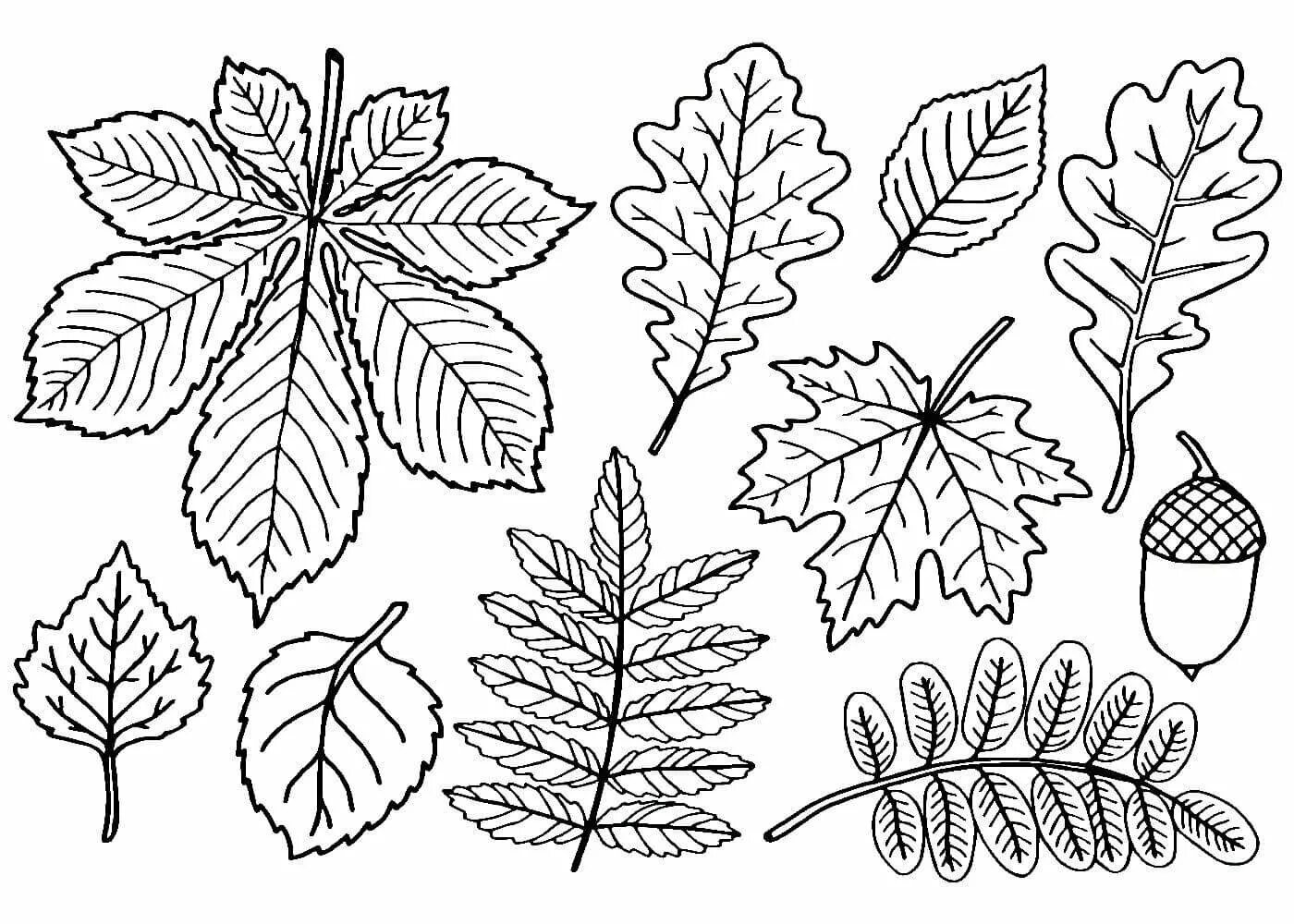 Черно белые картинки листьев. Листья деревьев раскраска. Раскраска листья деревьев для детей. Листья раскраска для детей. Лист картинка для детей раскраска.