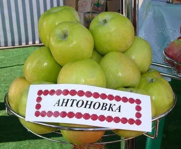 Антоновка яблоня описание фото отзывы садоводов Яблоня Антоновка: описание сорта, подвиды, опылители, когда созревает, посадка и
