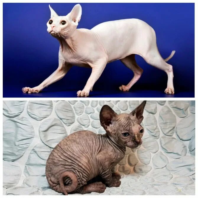 канадский и донской сфинкс. кошки сфинкс искусственные ?. донским или канадский сфинкс лучше. сфинкс донской и канадский разница. донским или канадский сфинкс лучше.