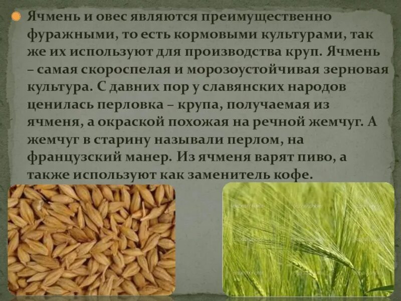 Зерновой культурой является