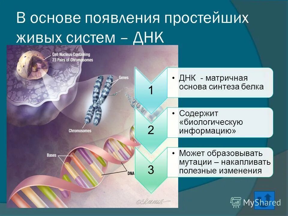 абиогенез группа. все живое происходит от живого. все живое происходит от живого.