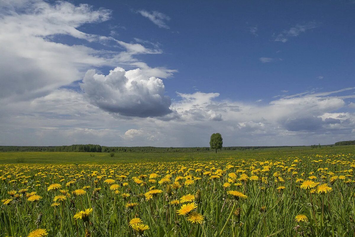 Разнотравье луговой цветник. Как попасть в начало лета. Природа лето луг. Летнее поле. Луга псковская область.