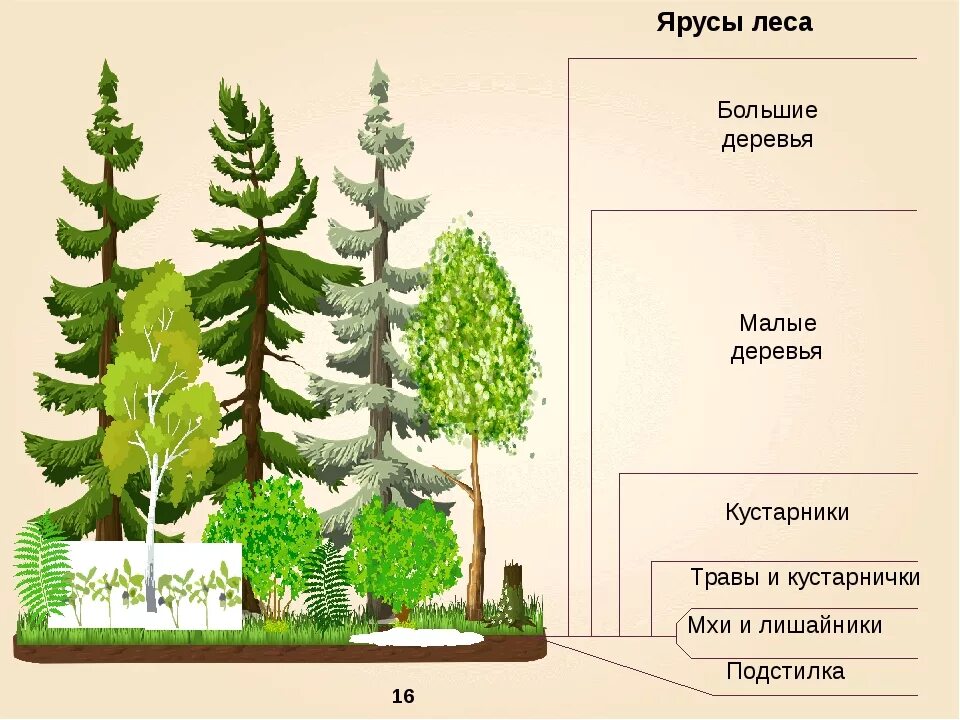 Представлены только деревьями и кустарниками
