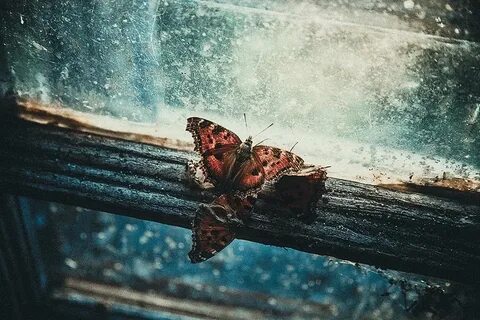 Одинокий мотылëк