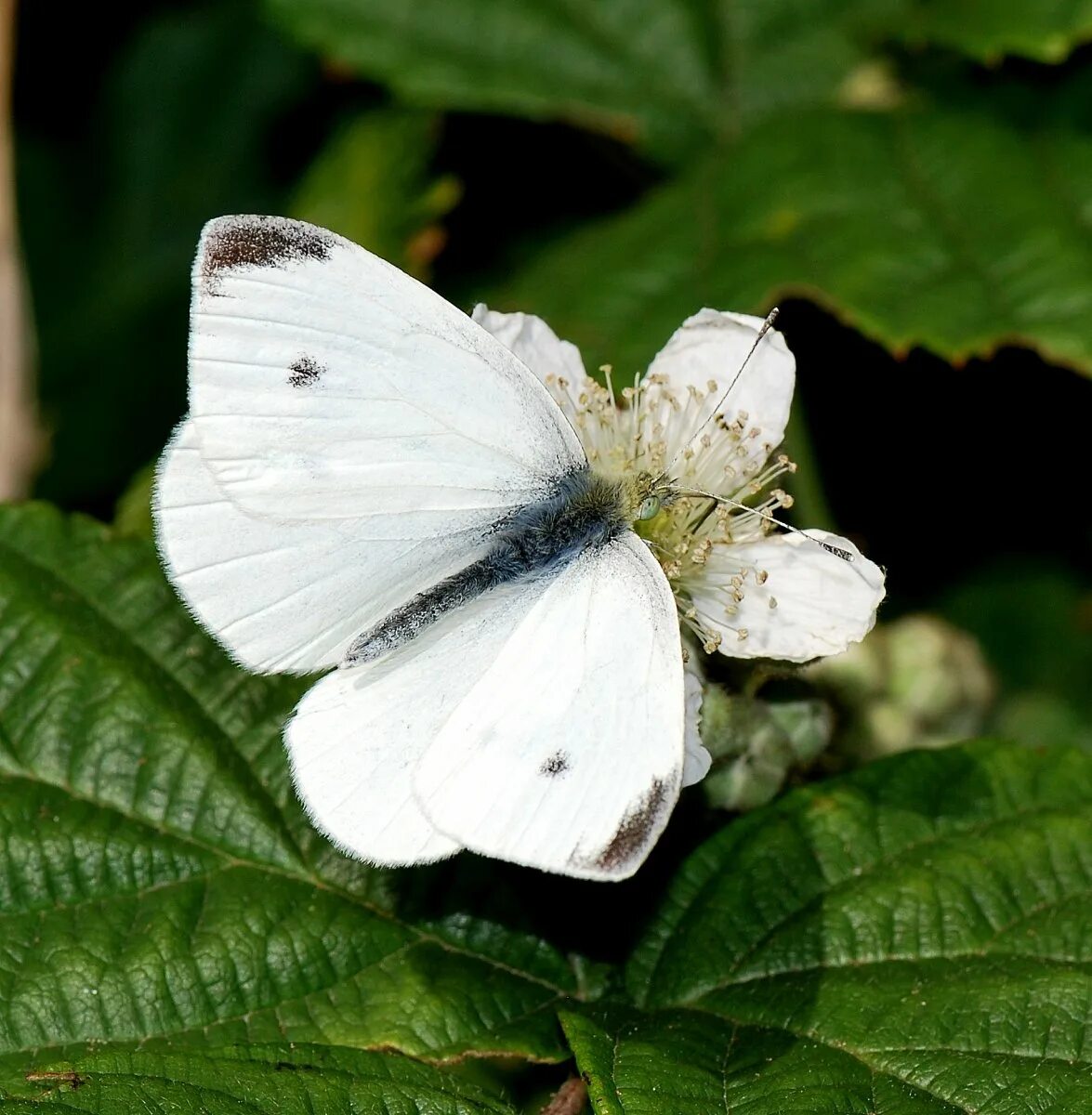 Репница бабочка. Pieris rapae. Pieris rapae (Linnaeus, 1758) – Белянка Репная.. Бабочка капустница. Бабочка капустная белянка имеет