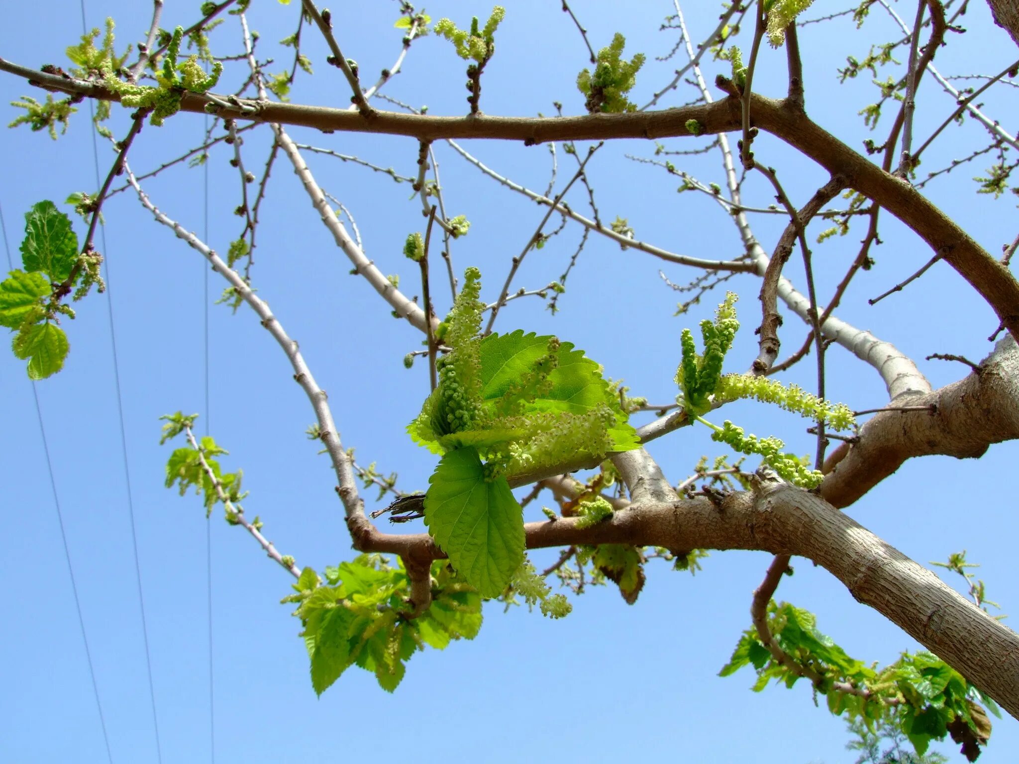 дерево тутовник лион. шелковица цветение. шелковица цветение. шелковица цветет. шелковица дерево цветение.