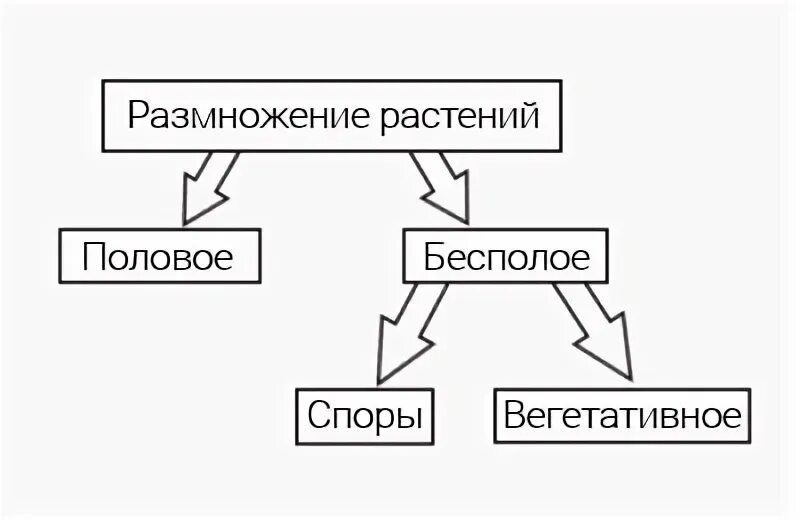 Размножение тест 7 класс