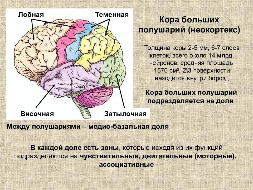 Затылочно теменная область мозга. Префронтальные отделы коры лобных долей. Функции зоны коры лобной доли.