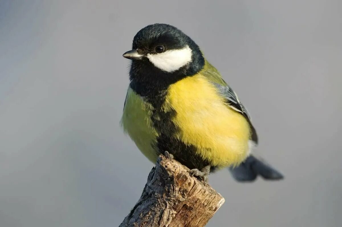 Лазоревка и большая синица сравнение. Белощекая синица. Синичка описание для детей. Сведения о синице для детей. Обыкновенная лазоревка.