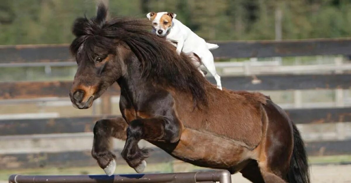 Лошадь и собака. The dog horse. Выгуливать лошадь. Лошадь и собака фото. The dog horse.