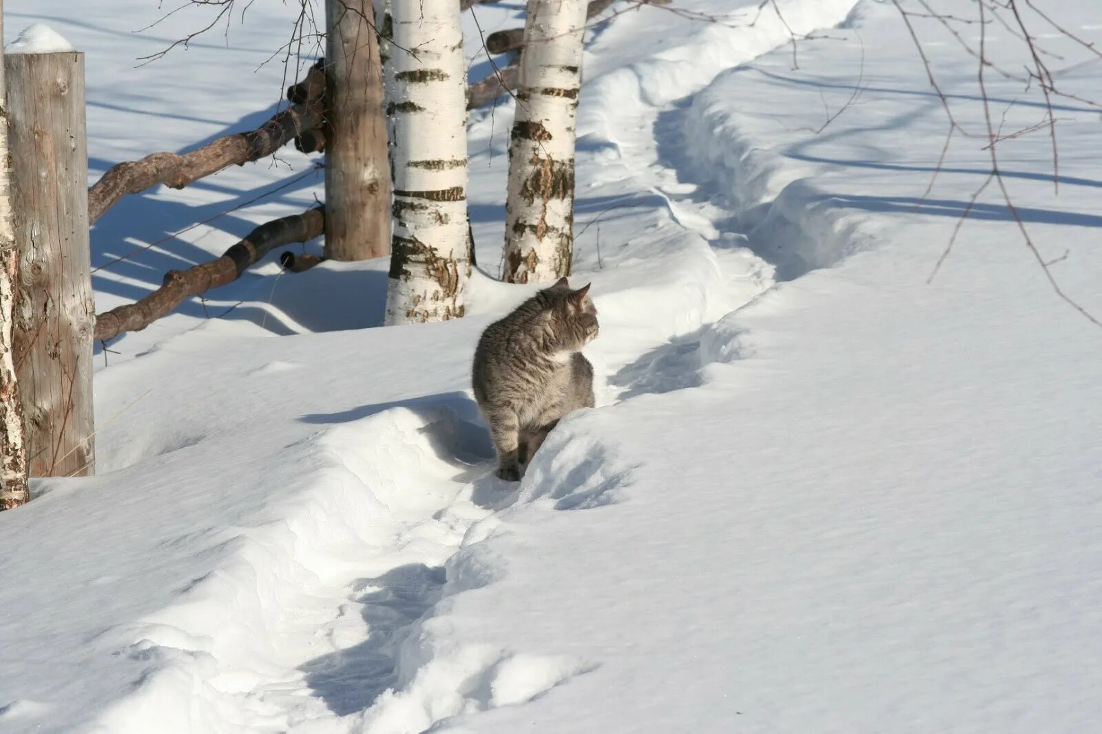 Кот зима деревня. Кот в деревне зимой. Деревенский кот зимой. Деревенские коты зимой.