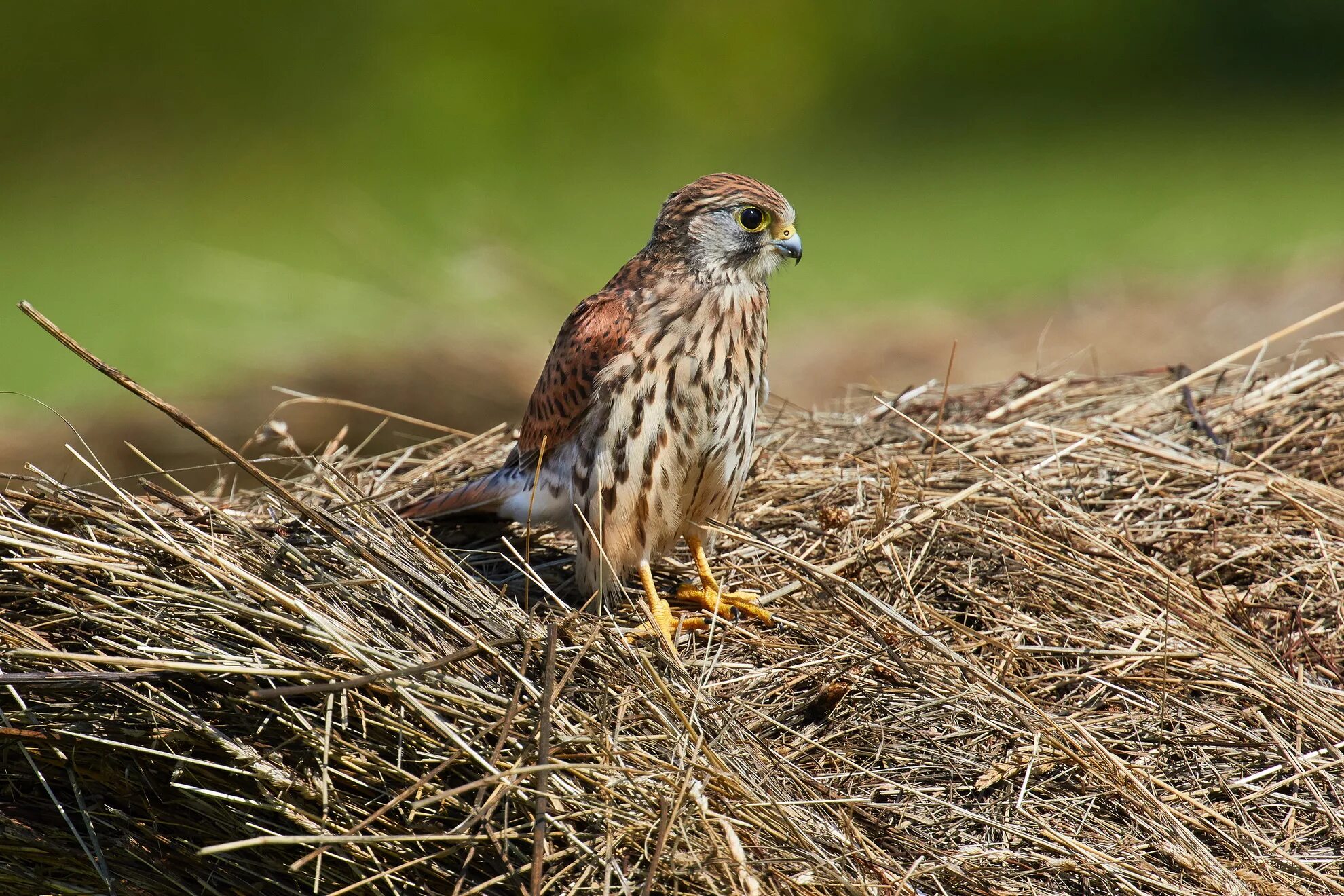 птица степной лунь. ополовник птица птенец. птицы лесостепи. степной орел птица. пустельга степная самец.