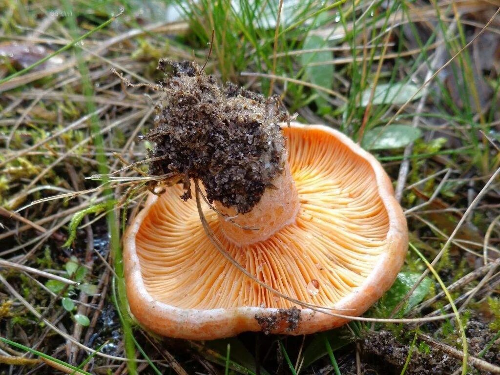 Млечник Рыжик гриб. Рыжик настоящий Lactarius deliciosus. Млечник еловый. Lactarius гриб. Черный рыжик