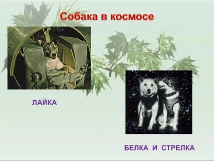 Собаки лайка и стрелка