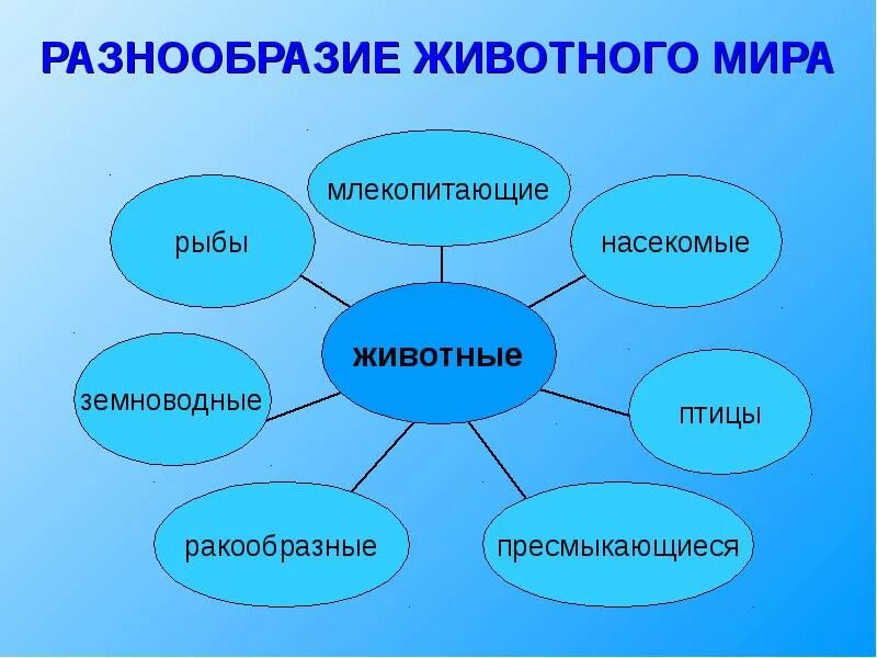 3 класс окружающий разнообразие животных урок. Разнообразие животных. Проект разнообразие животных. Разнообразие мира животных. Кластер многообразие животных.