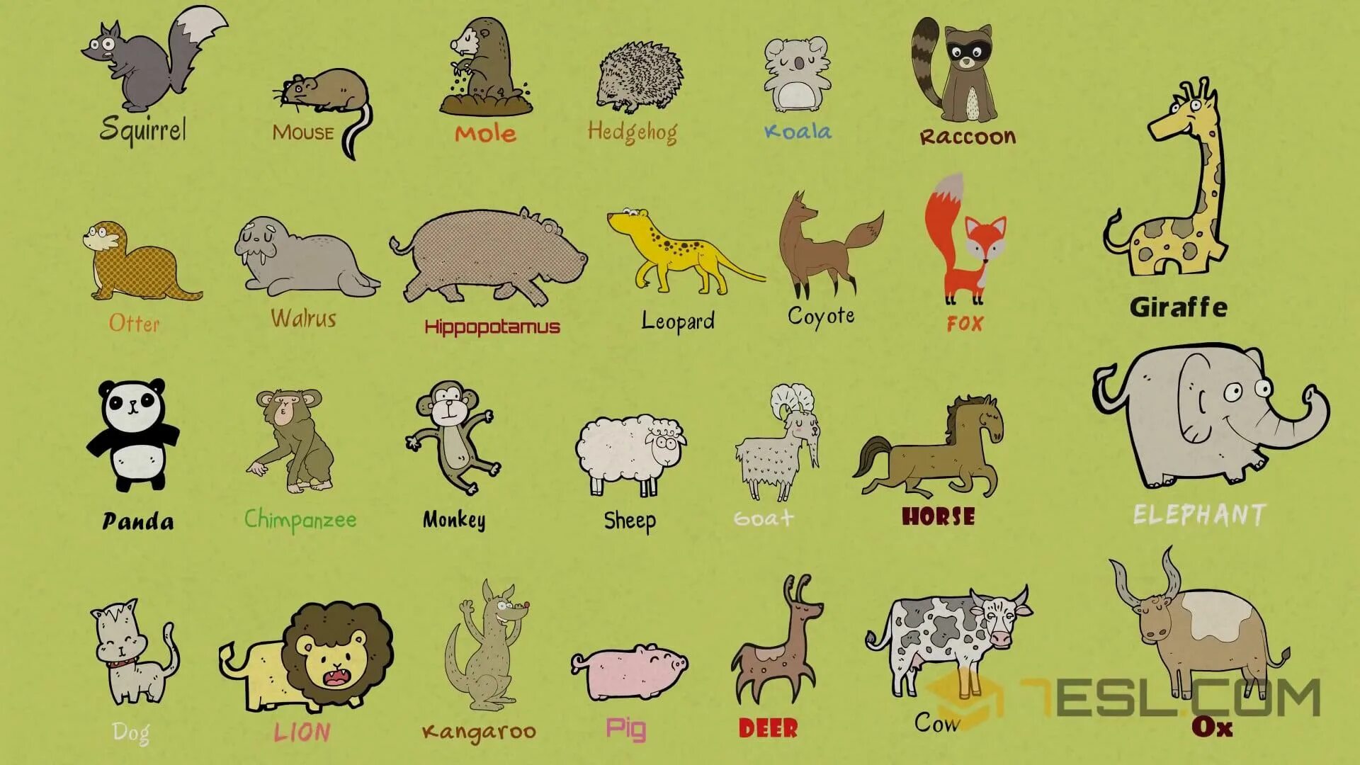 Animals translate