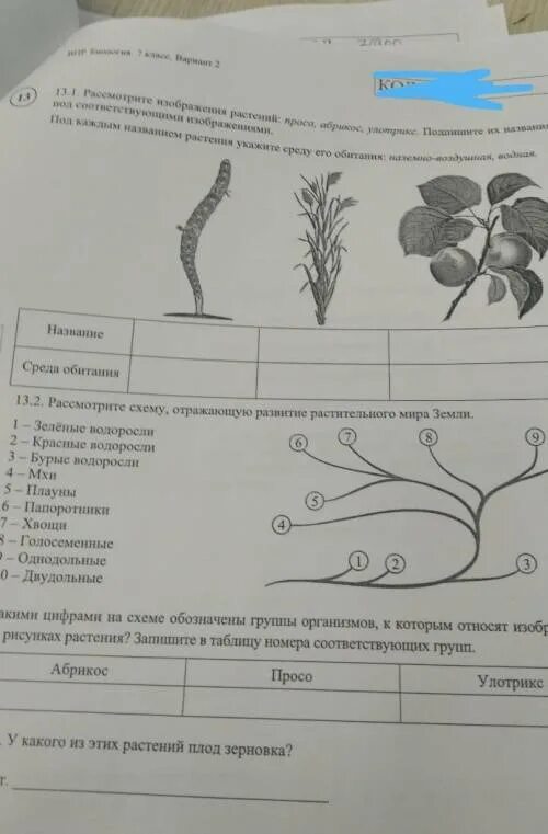 Рассмотрите рисунки и подпишите названия растений. Рассмотрите изображения растений просо абрикос улотрикс.