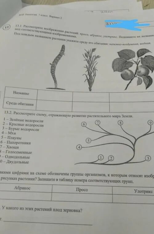 Рассмотри схемы подпиши их названия. Рассмотрите рисунки и подпишите названия растений. Рассмотрите изображения растений просо абрикос улотрикс.