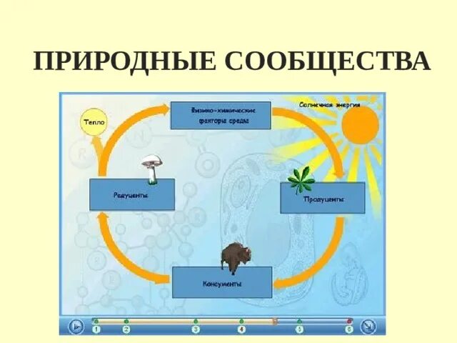 Видеоурок природные сообщества 5 класс биология