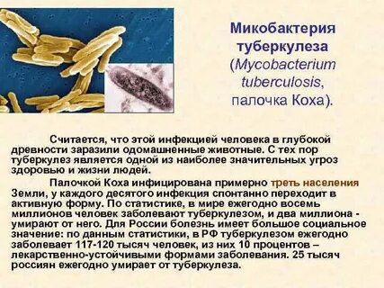 Микобактерия туберкулеза микробиология