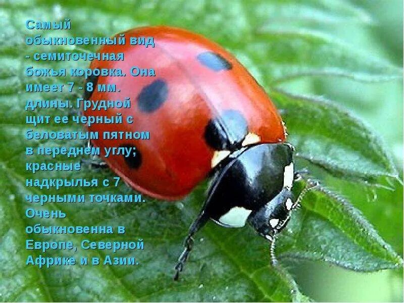 Божья коровка села на одежду. Божья коровка села на одежду примета. Божья коровка в сибири. Если села божья коровка приметы. Божья коровка на даргинском.