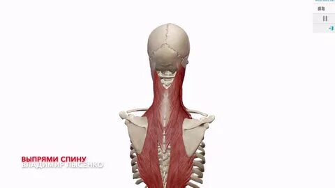 Грудино ключично сосцевидная функция