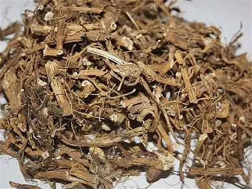 Настойка из корня крапивы и сосновых иголок. Корень крапивы. Urzica. Корневище крапивы. Знойного корень.