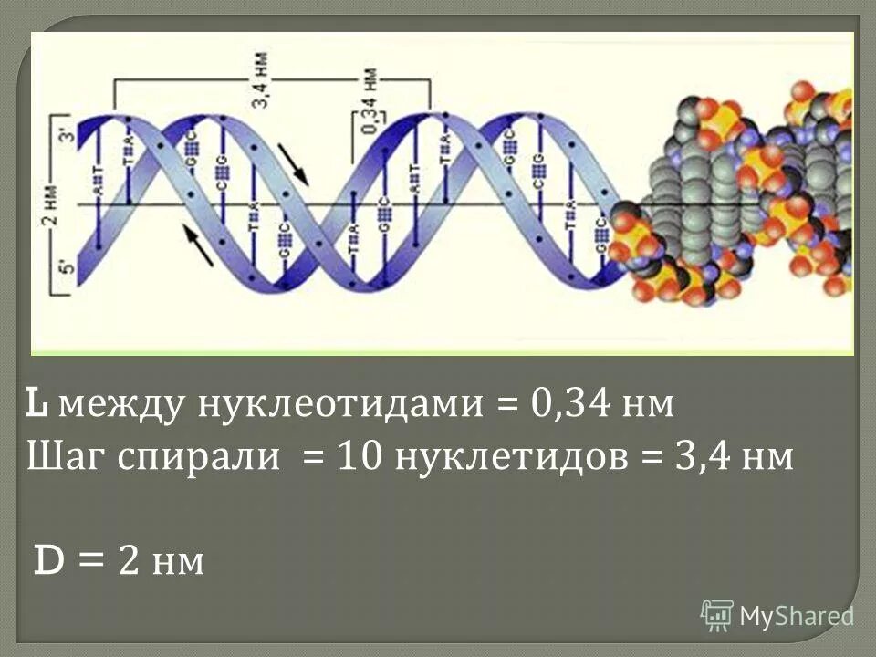 0 34 нм. Шаг спирали. Высокомолекулярные белки. Шаг спирали 0 54 НМ.