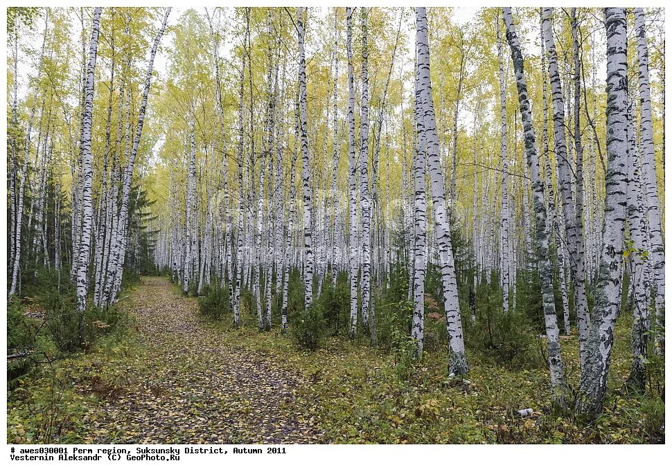 Карельская береза листья. Березовая роща якутии. Березовая роща пермь. Берёзовая роща красноуфимск. Березовая сибирская роща.