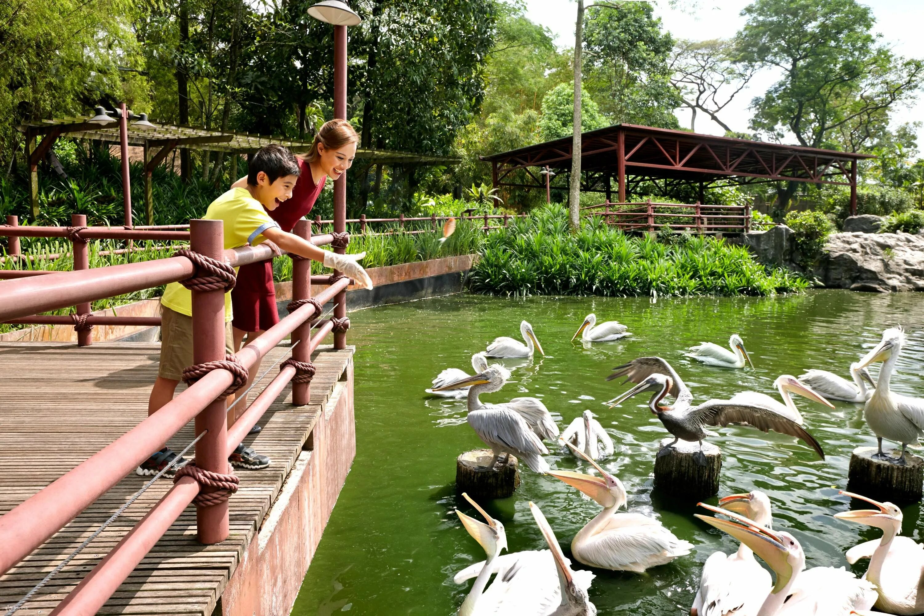 Пернатые в парках. Парк птиц Джуронг. Парк Джуронг Сингапур. Парк птиц в Джуронге, Сингапур. Парк птиц воробьи.