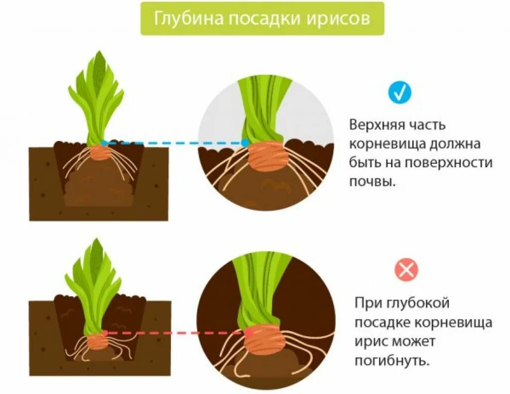 Пересадка бородатых ирисов. Схема посадки корневищных ирисов. ирисы посадка. ирисы бородатые размножение. ирисы посадка весной.