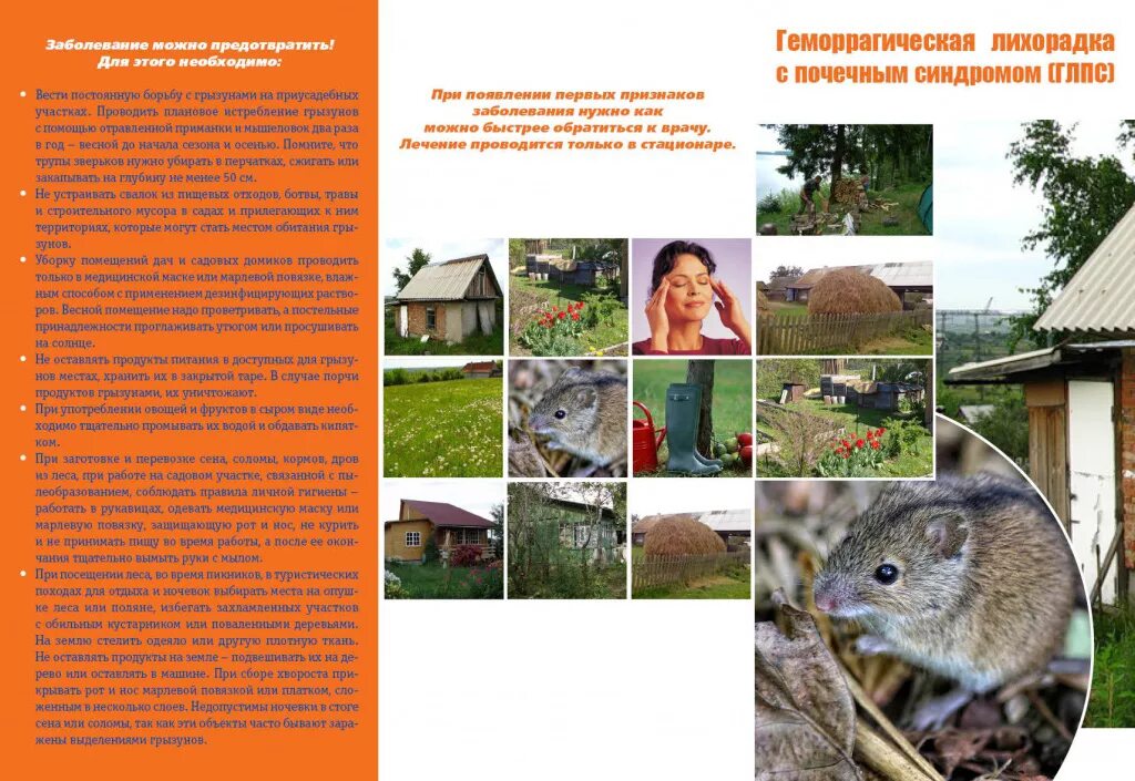 геморрагическая лихорадка с почечным синдромом (глпс). геморрагическая лихорадка глпс. глпс мышиная лихорадка. геморрагическая лихорадка глпс. основная жалоба при геморрагической лихорадке с почечным синдромом.