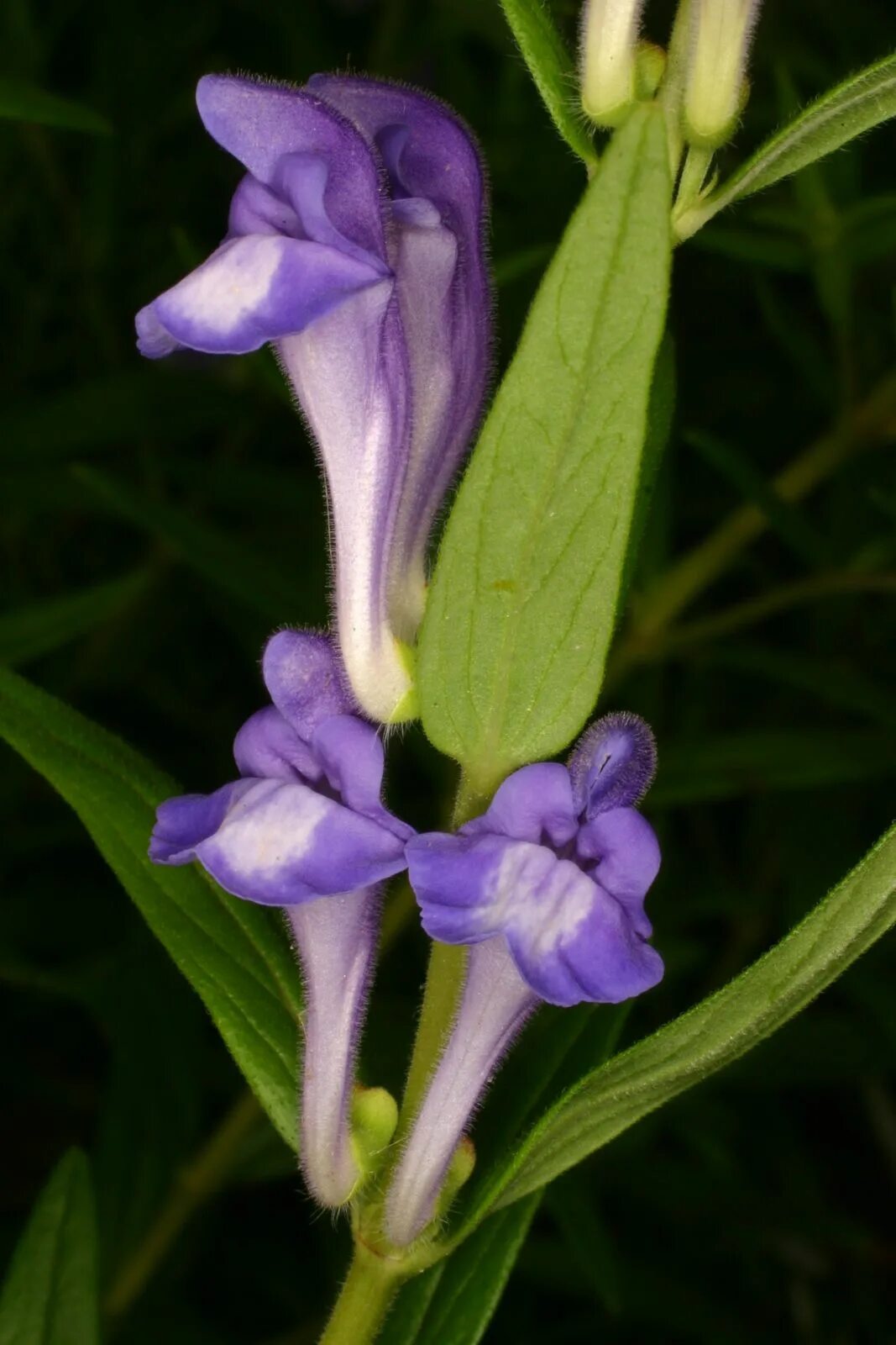 Scutellaria baicalensis root. Scutellaria baicalensis. scutellaria baicalensis georgi. arsenjevia baicalensis. георгис цветок.